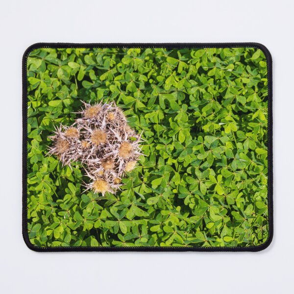Item preview, Cluster Of Dried Thistle Seedheads Resting On Lush Green Clover Groundcover In Sunlight designed and sold by Nmallia.