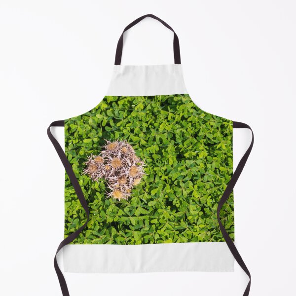 Item preview, Cluster Of Dried Thistle Seedheads Resting On Lush Green Clover Groundcover In Sunlight designed and sold by Nmallia.