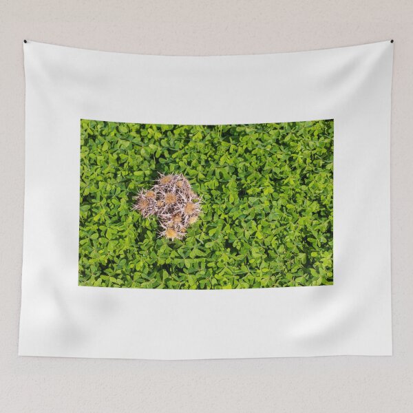 Item preview, Cluster Of Dried Thistle Seedheads Resting On Lush Green Clover Groundcover In Sunlight designed and sold by Nmallia.