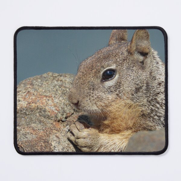 Item preview, Squirrel Up Close designed and sold by Pacific-Blues.