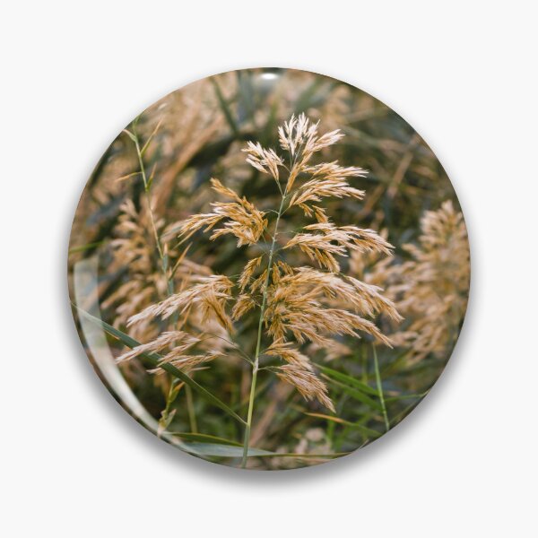 Item preview, Golden Reed Grass Seed Heads in a Wild Meadow With Soft Autumn Light and Natural Texture designed and sold by Nmallia.
