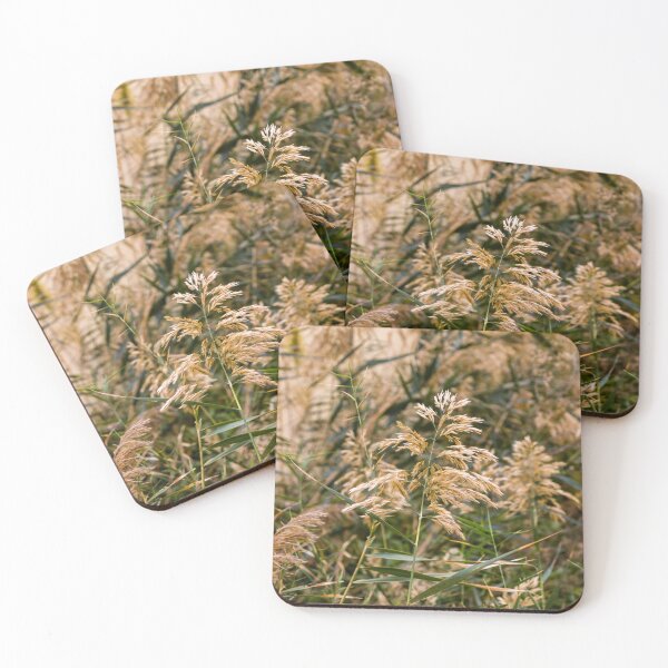 Item preview, Golden Reed Grass Seed Heads in a Wild Meadow With Soft Autumn Light and Natural Texture designed and sold by Nmallia.