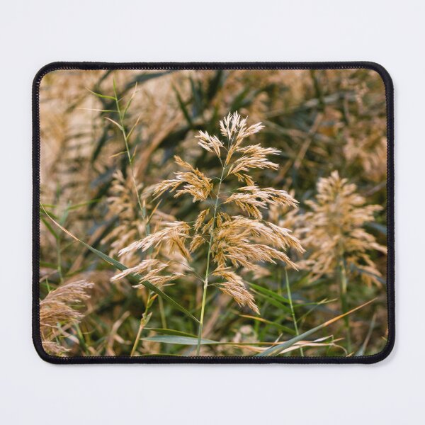 Item preview, Golden Reed Grass Seed Heads in a Wild Meadow With Soft Autumn Light and Natural Texture designed and sold by Nmallia.