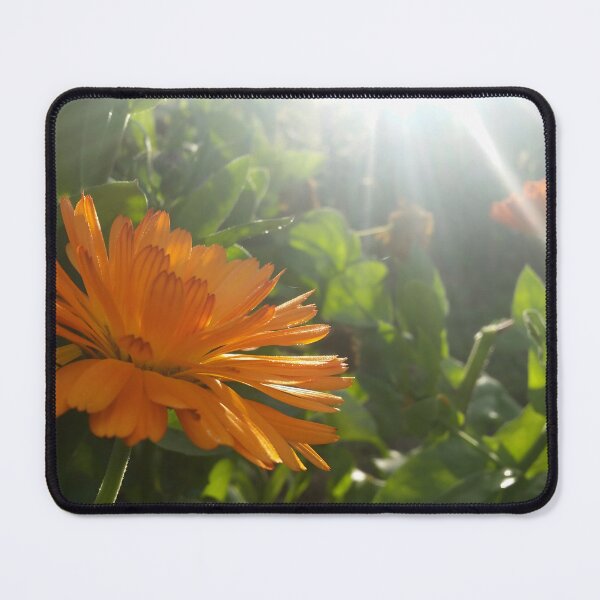 Item preview, Calendula Flowers in Sunlight designed and sold by CalmnessbyChoice.