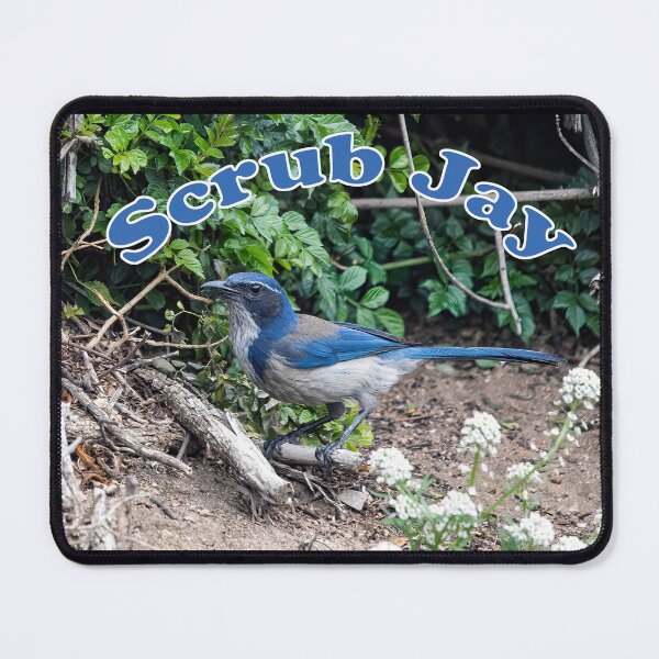Item preview, Scrub Jay designed and sold by CarolM.