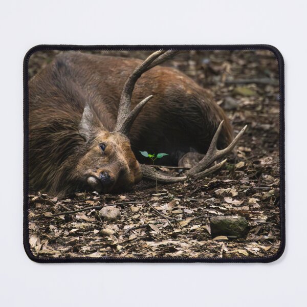 Item preview, Nara Deer - Japan - 2 designed and sold by NevalyArt.