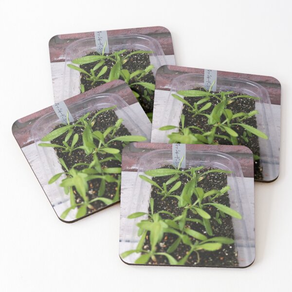 Item preview, Vibrant The Royal Albert Hall Vegetable Patch designed and sold by Heerwhiteshirt.