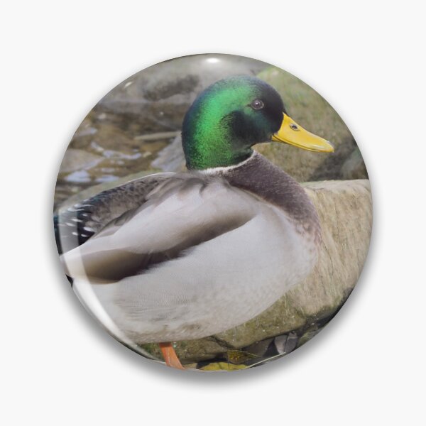 Item preview, A Cute Mallard Duck On a Rock designed and sold by BackyardBirder.