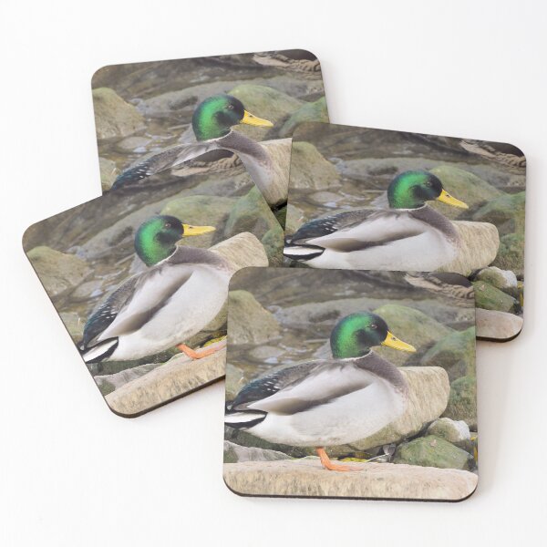 Item preview, A Cute Mallard Duck On a Rock designed and sold by BackyardBirder.