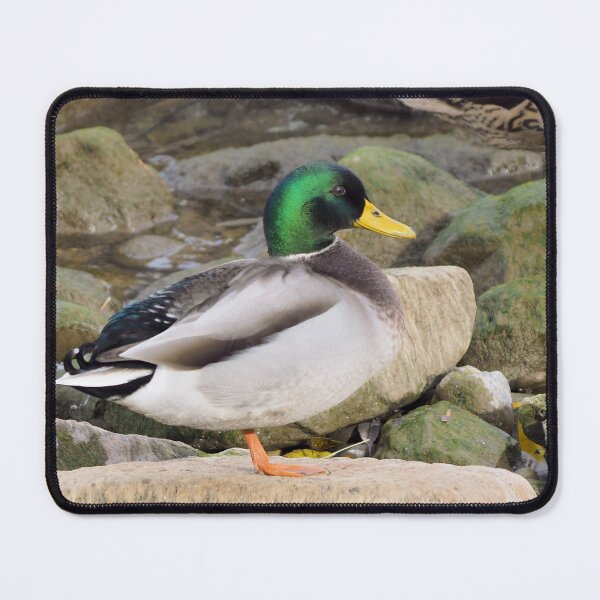 Item preview, A Cute Mallard Duck On a Rock designed and sold by BackyardBirder.