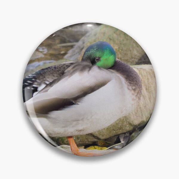 Item preview, A Shy Mallard Duck On a Rock designed and sold by BackyardBirder.