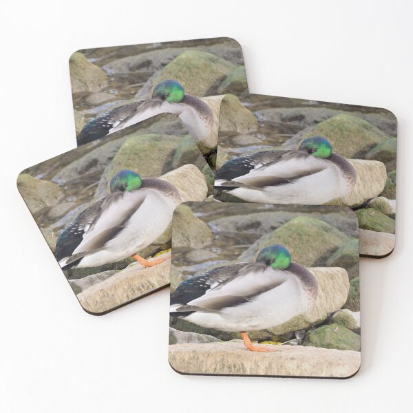 Item preview, A Shy Mallard Duck On a Rock designed and sold by BackyardBirder.