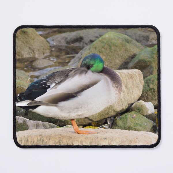 Item preview, A Shy Mallard Duck On a Rock designed and sold by BackyardBirder.