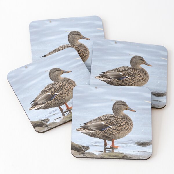 Item preview, A Female Mallard Duck With Its Feet In The Water designed and sold by BackyardBirder.
