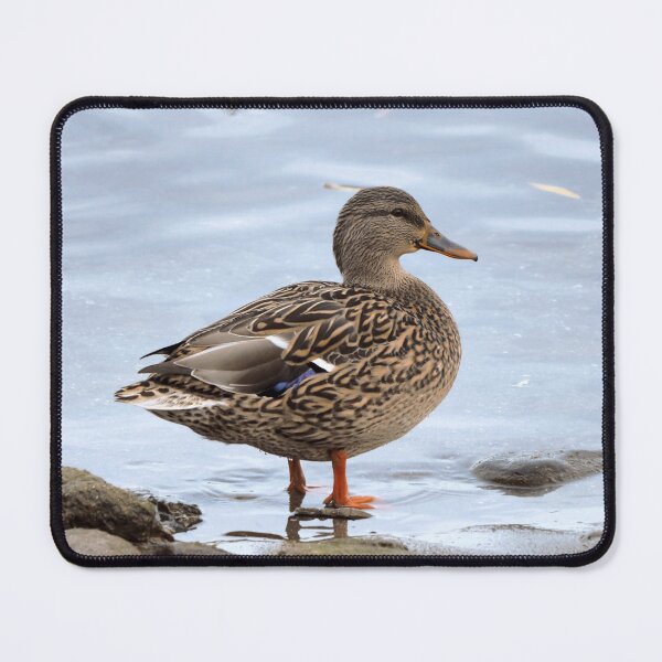 Item preview, A Female Mallard Duck With Its Feet In The Water designed and sold by BackyardBirder.