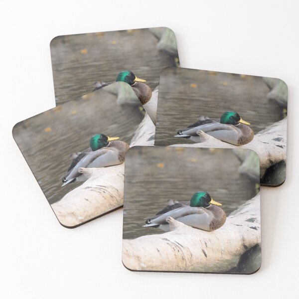 Item preview, A Male Mallard Duck Resting On a Log designed and sold by BackyardBirder.