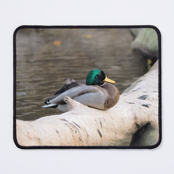 Item preview, A Male Mallard Duck Resting On a Log designed and sold by BackyardBirder.