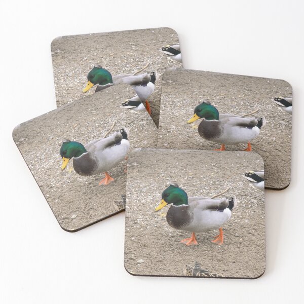 Item preview, A Crested Male Mallard Duck Walking designed and sold by BackyardBirder.