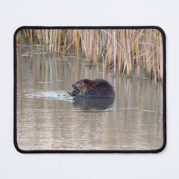 Item preview, A Beaver Swimming designed and sold by BackyardBirder.