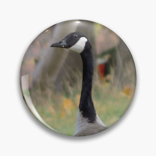 Item preview, A Group of Very Curious Canada Goose Staring designed and sold by BackyardBirder.