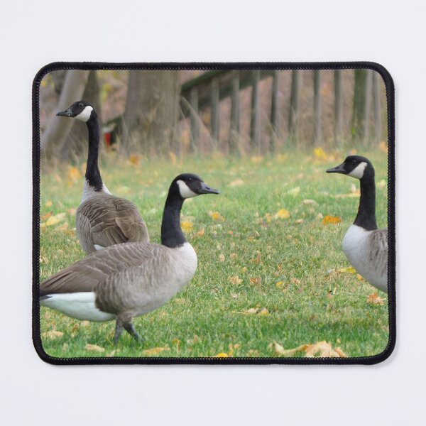 Item preview, A Group of Very Curious Canada Goose Staring designed and sold by BackyardBirder.