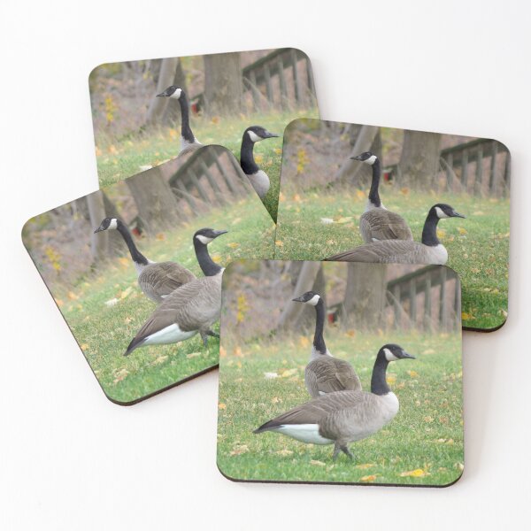 Item preview, A Group of Very Curious Canada Goose Staring designed and sold by BackyardBirder.