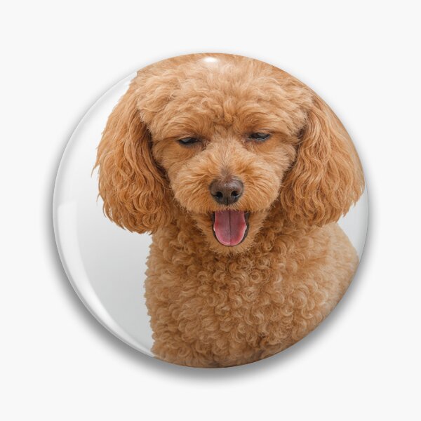 Item preview, Sleepy Toy Poodle Yawning Cute Dog designed and sold by ArtPrintPov.
