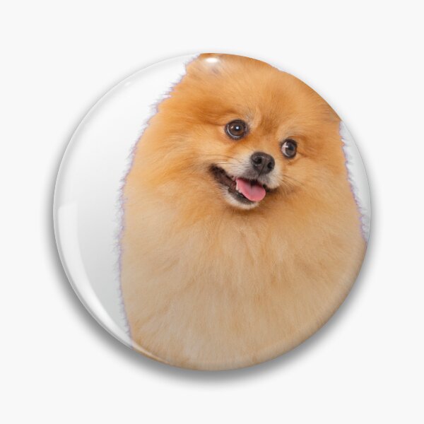 Item preview, Spacing Out Pomeranian Cute Fluffy Dog designed and sold by ArtPrintPov.