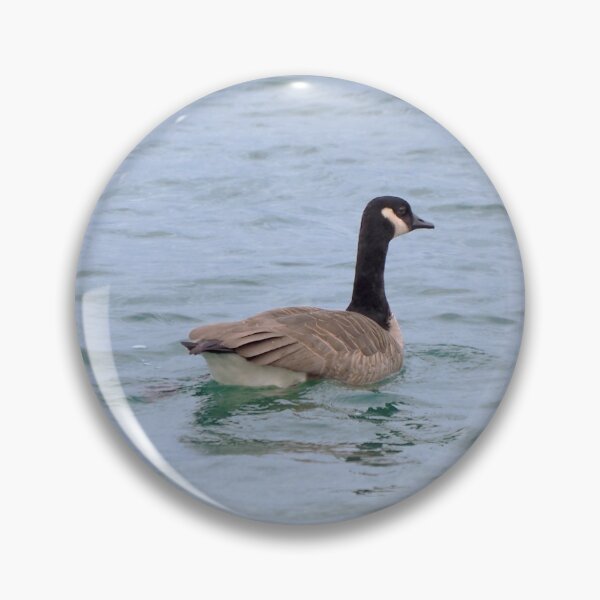 Item preview, A Canada Goose Swimming designed and sold by BackyardBirder.
