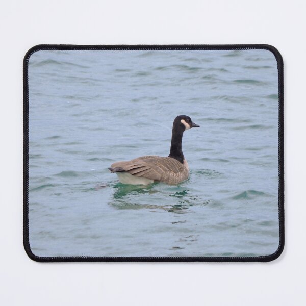 Item preview, A Canada Goose Swimming designed and sold by BackyardBirder.