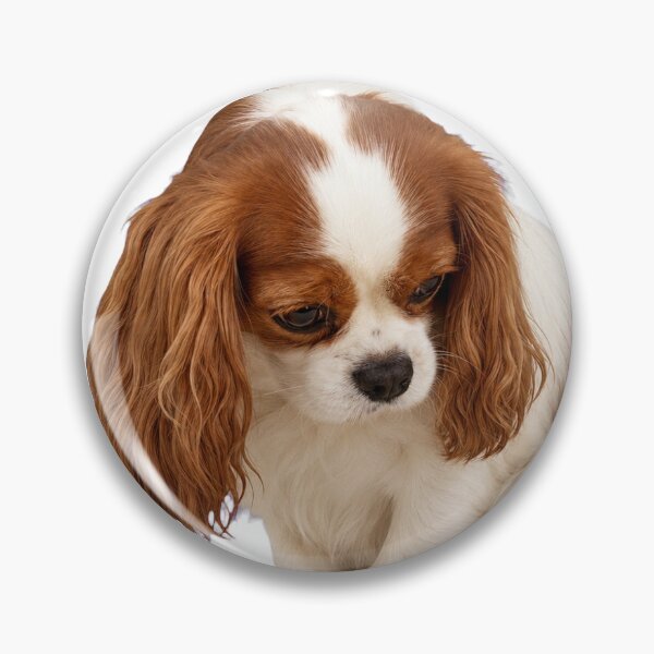 Item preview, Cavalier Just Wants a Quiet Life designed and sold by ArtPrintPov.