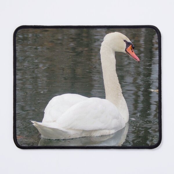 Item preview, A Mute Swan Turning Its Head and Staring designed and sold by BackyardBirder.