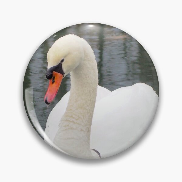 Item preview, A Mute Swan Dripping Water Off Its Bill designed and sold by BackyardBirder.