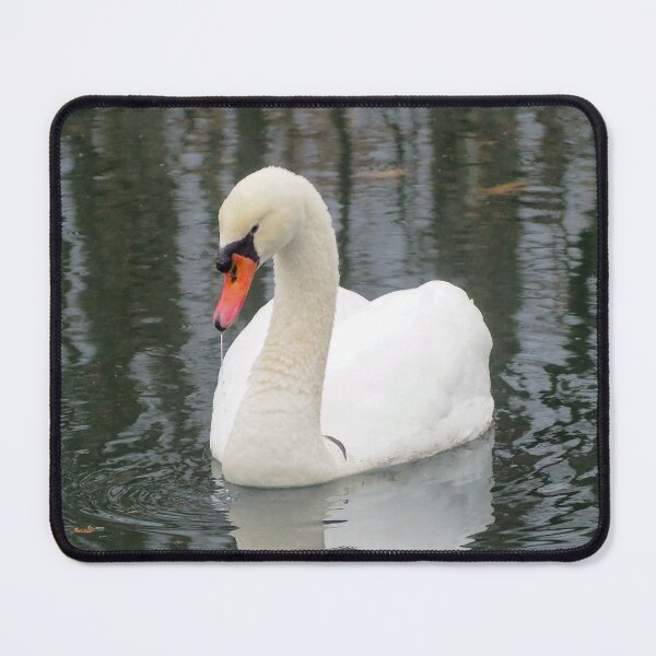 Item preview, A Mute Swan Dripping Water Off Its Bill designed and sold by BackyardBirder.