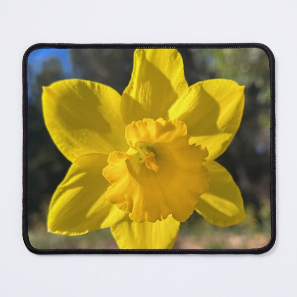 Item preview, Large Yellow Daffodil in Spring Sunshine Botanical Photography designed and sold by Be Captured by Brittany Emma.