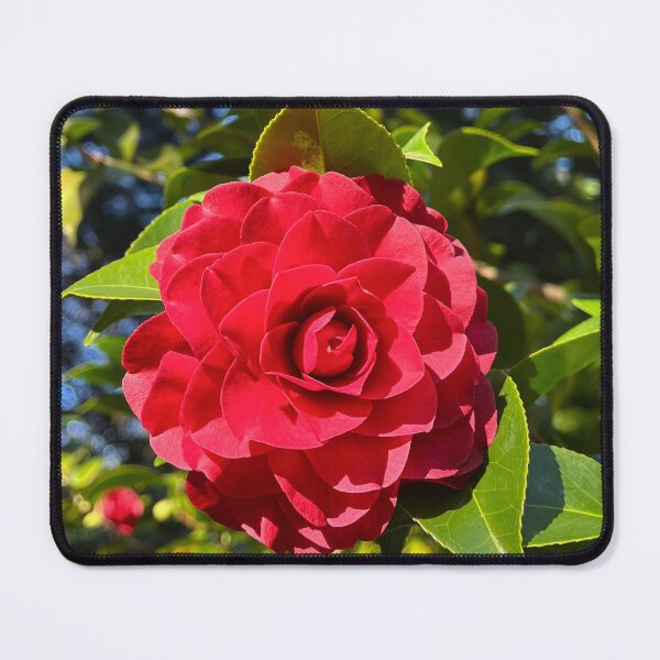 Item preview, Elegant Red Camellia Flower Botanical Nature Photography designed and sold by Be Captured by Brittany Emma.
