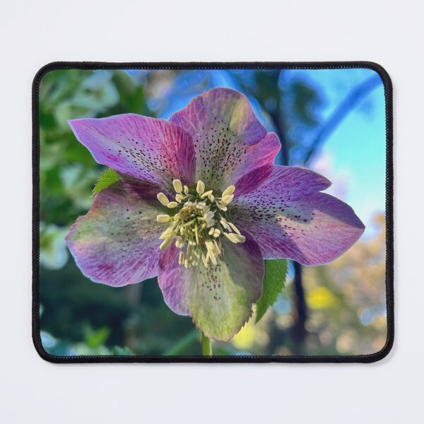 Artikelvorschau, Botanische Fotografie von rosa und grünen Christrosen entworfen und verkauft von Be Captured by Brittany Emma.