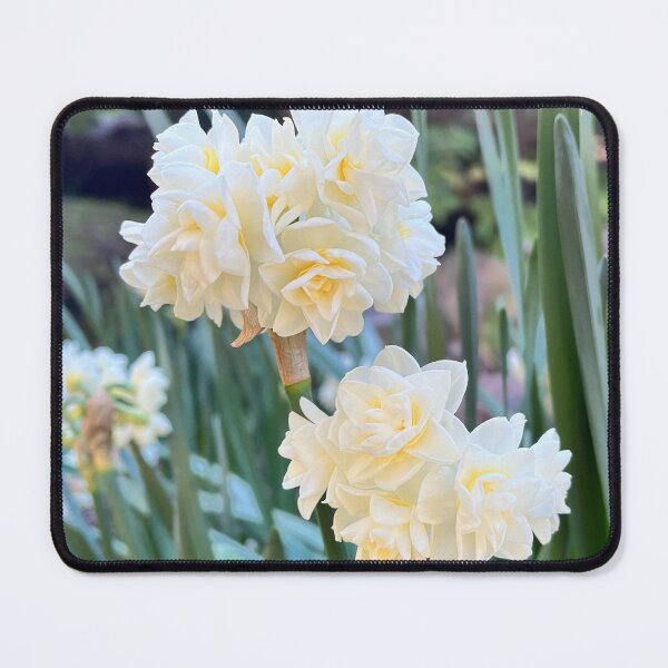 Item preview, Double White Jonquil Erlicheer Botanical Photography designed and sold by Be Captured by Brittany Emma.