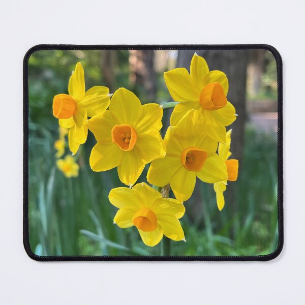 Item preview, Grand Soleil d'Or Narcissus Botanical Spring Photography designed and sold by Be Captured by Brittany Emma.