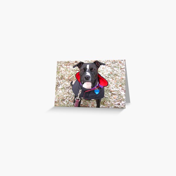 A TREAT OR A CAMERA? Greeting Card