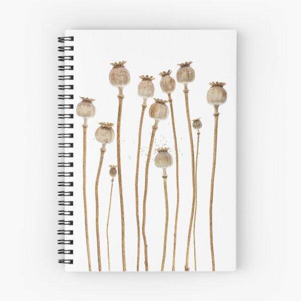 Item preview, Dried Poppy Seed Heads Botanical Photography Minimalist Neutral Nature Art designed and sold by Elżbieta  Kaps.