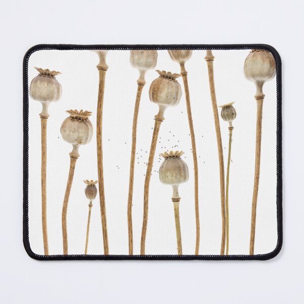 Item preview, Dried Poppy Seed Heads Botanical Photography Minimalist Neutral Nature Art designed and sold by Elżbieta Kaps.