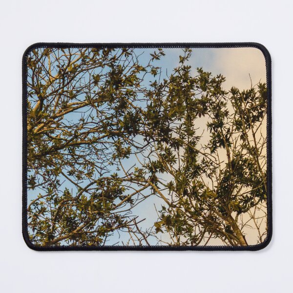 Item preview, Sunlit Tree Branches and Green Leaves Against Blue and Golden Evening Sky designed and sold by Nmallia.