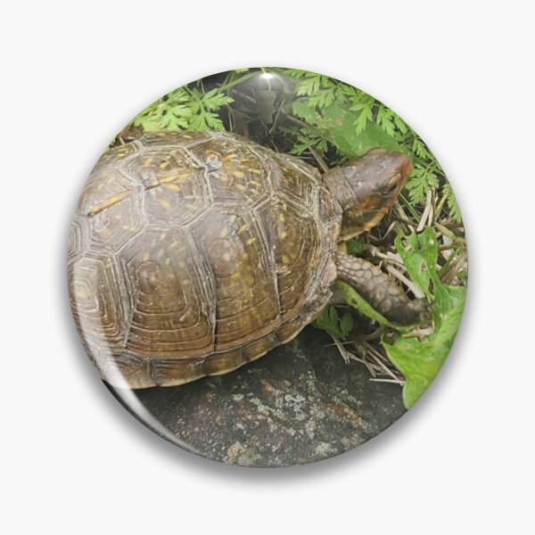 Item preview, Turtle  designed and sold by NetteMarieTRS.