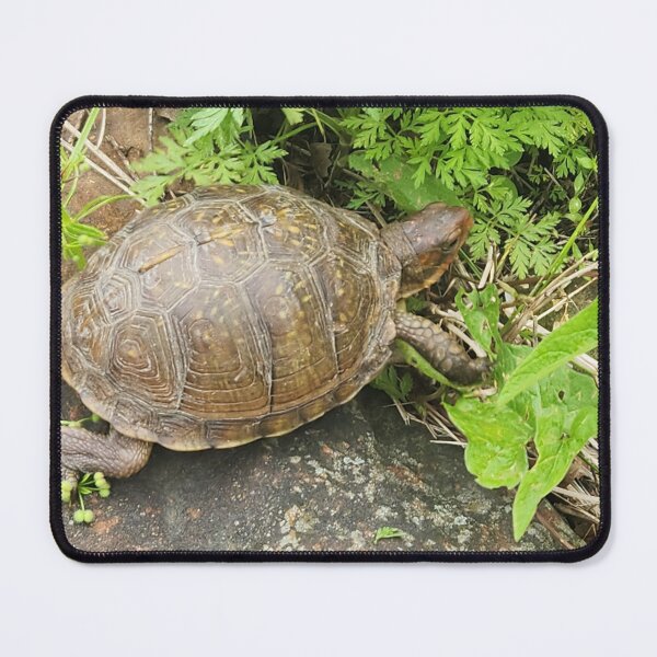 Item preview, Turtle  designed and sold by NetteMarieTRS.