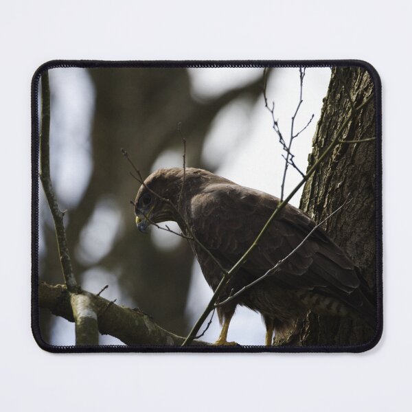 Item preview, A buzzard in Brecon designed and sold by TomRomanPhotos.