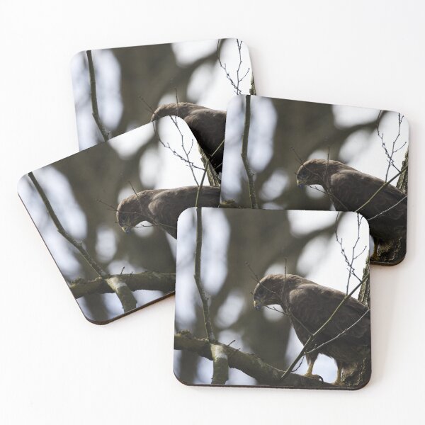 Item preview, A buzzard in Brecon designed and sold by TomRomanPhotos.