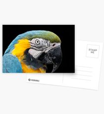 Hyacynth macaw Postcards