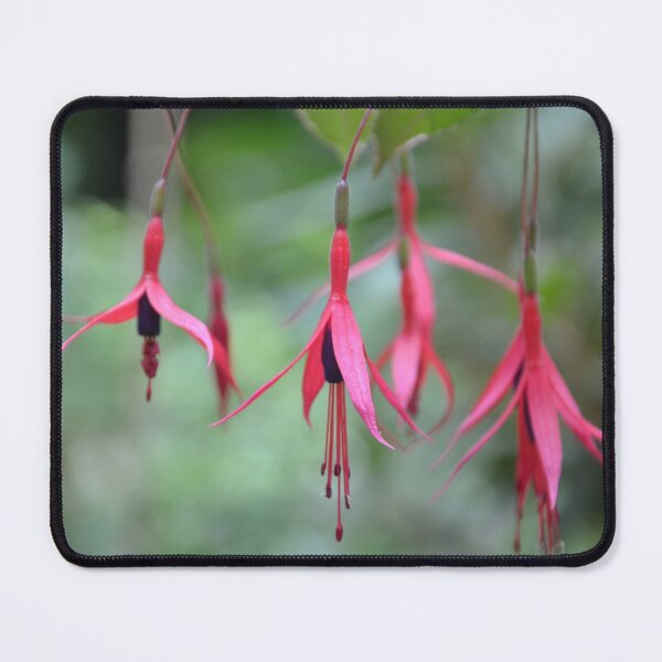 Item preview, Hanging Pink and Purple Fuchsia Blossoms designed and sold by MiraNadaPrints.
