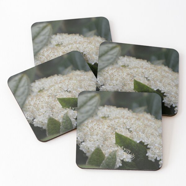 Item preview, White Viburnum Flowers with Textured Leaves designed and sold by MiraNadaPrints.